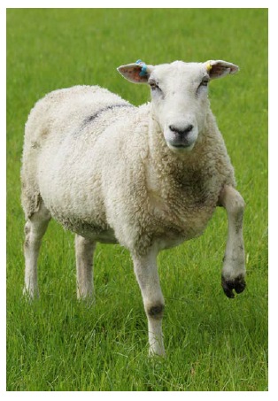 a sheep standing in a grassy field